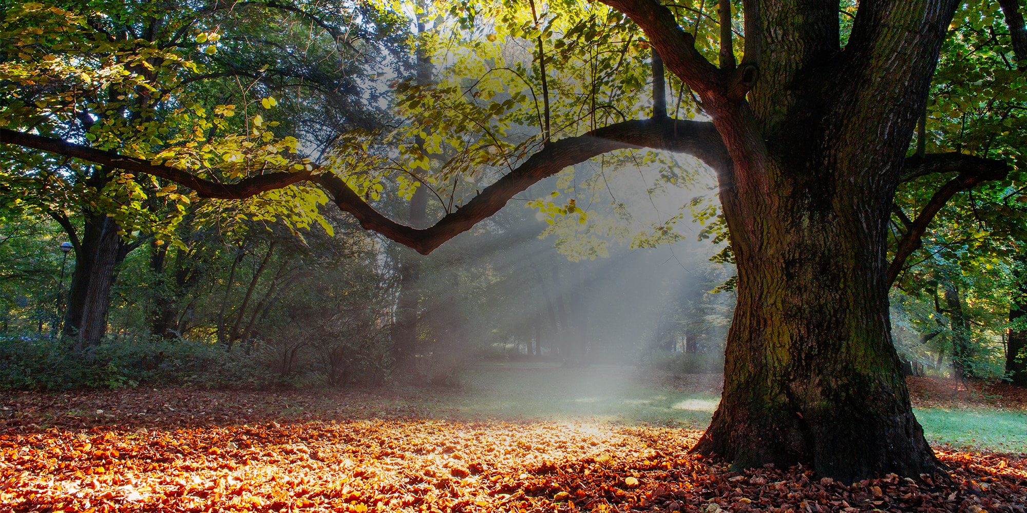 Homepage background